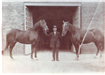 Fireman Standing Between Two Horses