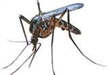 Mosquito