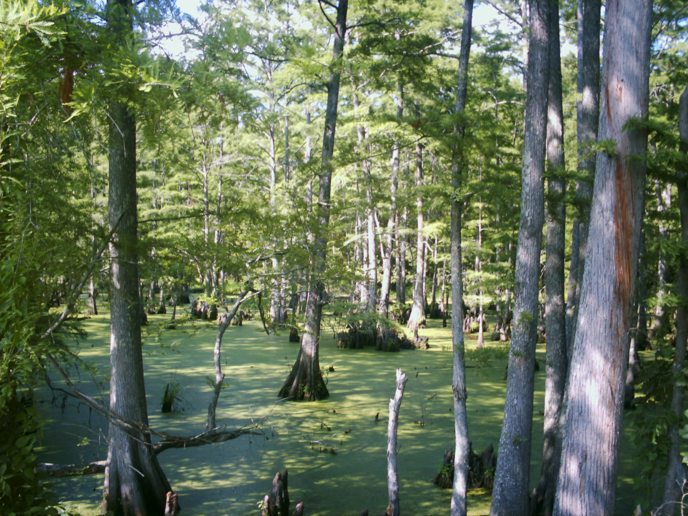 Big Cypress Bayou